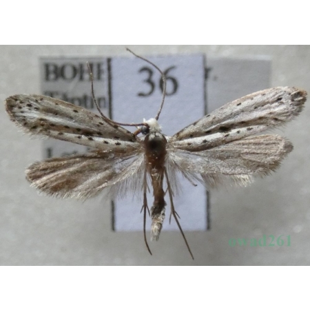 Yponomeuta plumbella (Denis & Schiffermüller, 1775) Namiotnik trzmielinowiec Czech36